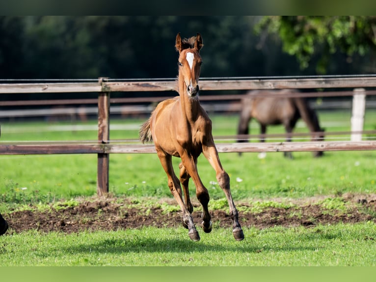 Belgisch Warmbloed Hengst Veulen (04/2026) Roodbruin in Dalfsen