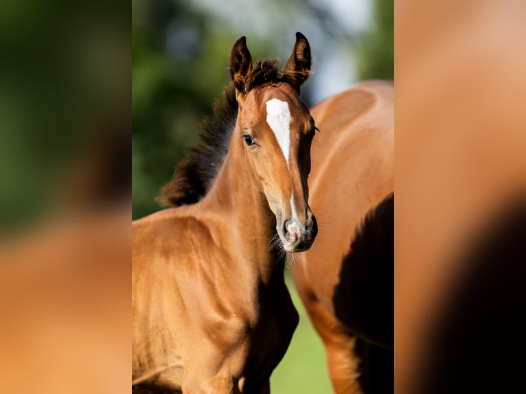 Belgisch Warmbloed Hengst Veulen (04/2026) Roodbruin in Dalfsen