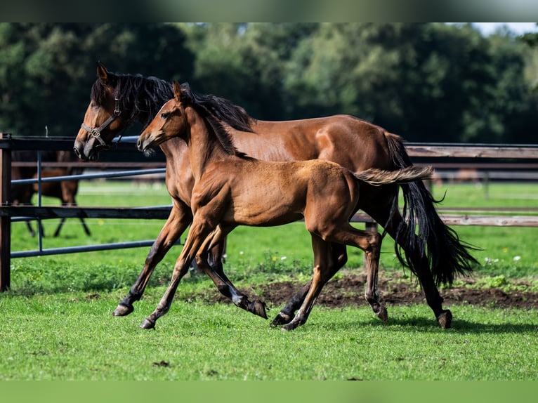 Belgisch Warmbloed Hengst Veulen (04/2026) Roodbruin in Dalfsen