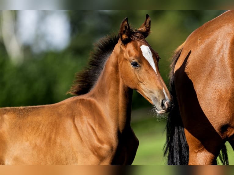 Belgisch Warmbloed Hengst Veulen (04/2026) Roodbruin in Dalfsen
