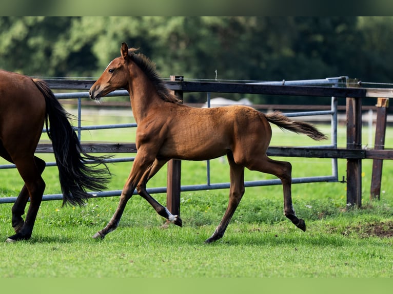 Belgisch Warmbloed Hengst Veulen (04/2026) Roodbruin in Dalfsen