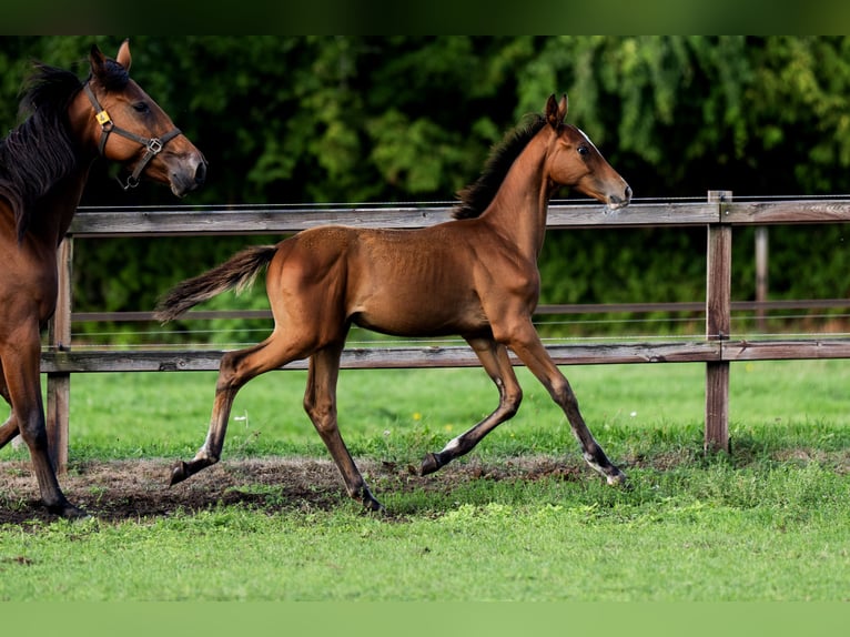 Belgisch Warmbloed Hengst Veulen (04/2026) Roodbruin in Dalfsen