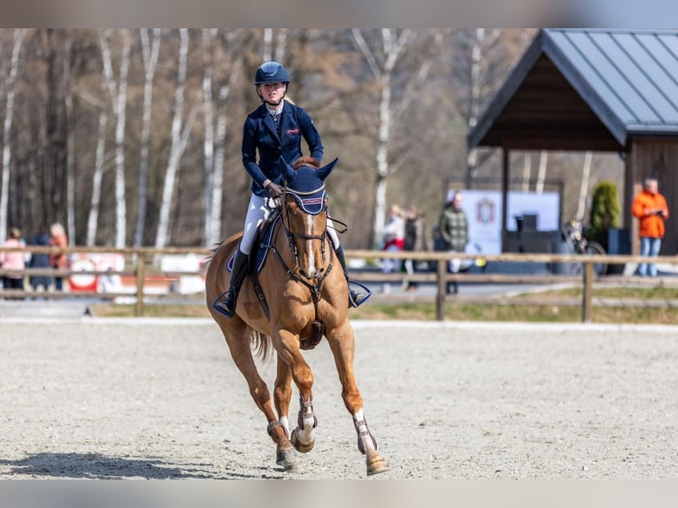 Belgisch Warmbloed Hengst veulen (05/2024) Roodbruin in Oud-Heverlee