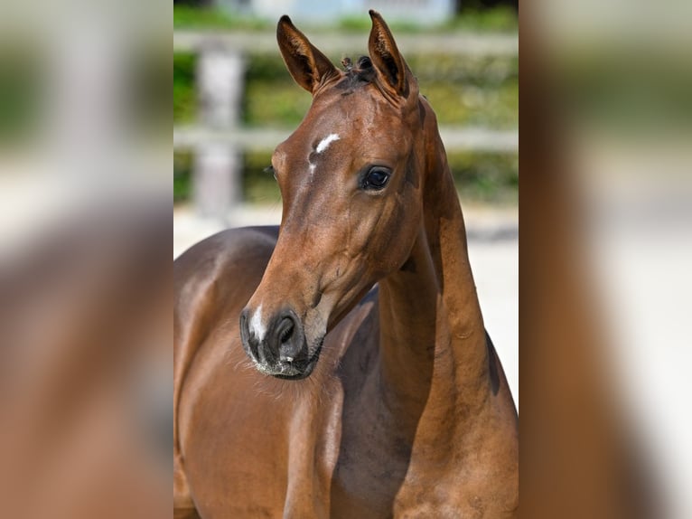 Belgisch Warmbloed Hengst veulen (05/2024) Roodbruin in Oud-Heverlee