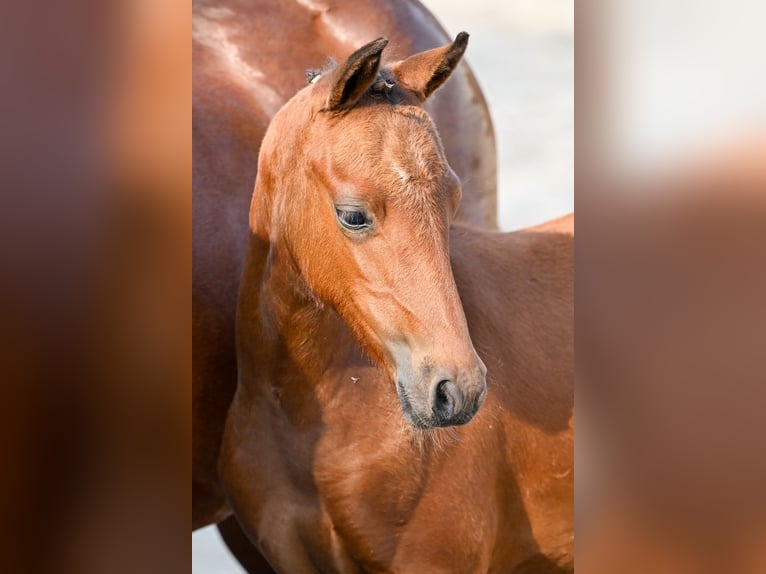 Belgisch Warmbloed Hengst veulen (05/2024) Roodbruin in Oud-Heverlee