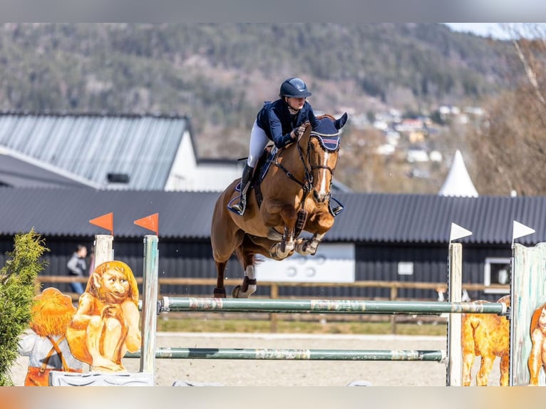 Belgisch Warmbloed Hengst veulen (05/2024) Roodbruin in Oud-Heverlee