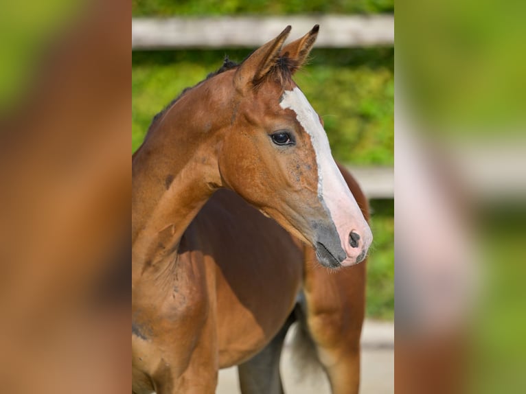 Belgisch Warmbloed Hengst veulen (05/2024) Roodbruin in Oud-Heverlee