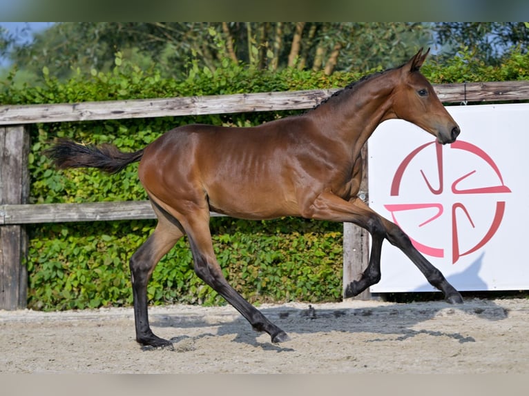 Belgisch Warmbloed Hengst veulen (04/2024) Roodbruin in Oud-Heverlee