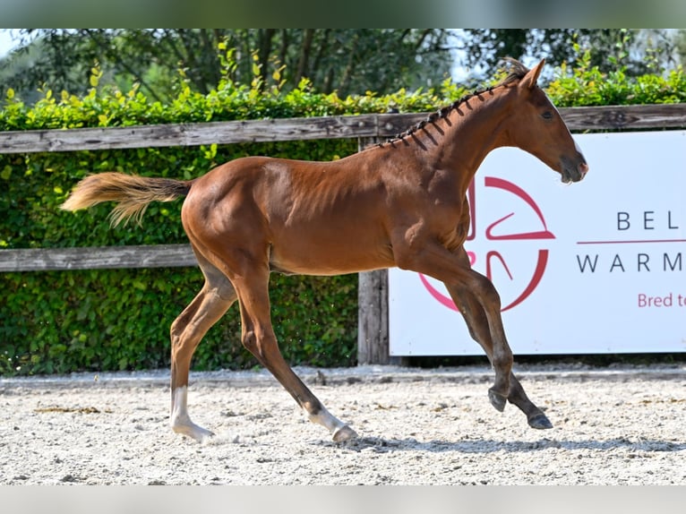 Belgisch Warmbloed Hengst veulen (04/2024) Roodbruin in Oud-Heverlee