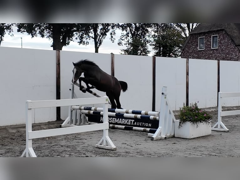 Belgisch Warmbloed Hengst Veulen (04/2026) Roodbruin in Waddinxveen