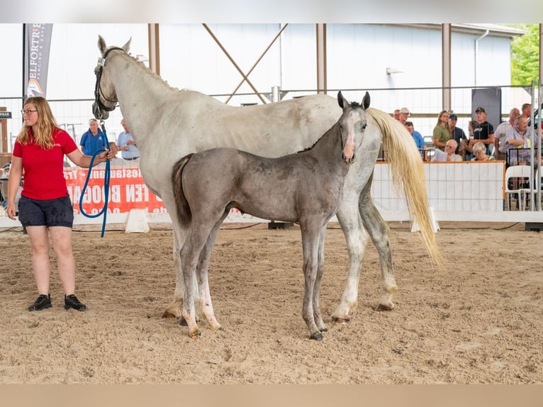 Belgisch Warmbloed Hengst Veulen (04/2026) Schimmel in Kaulille