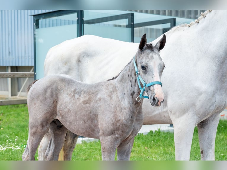 Belgisch Warmbloed Hengst Veulen (04/2026) Schimmel in Kaulille