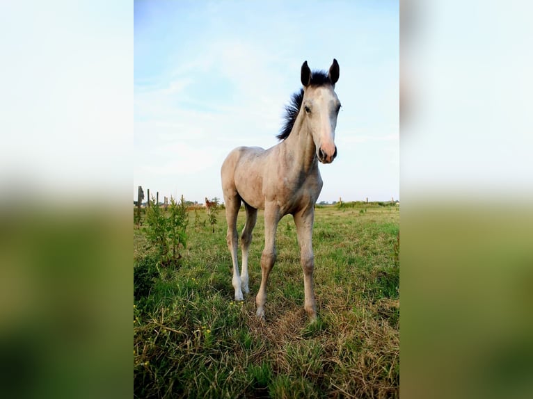 Belgisch Warmbloed Hengst Veulen (04/2026) Schimmel in Kaulille