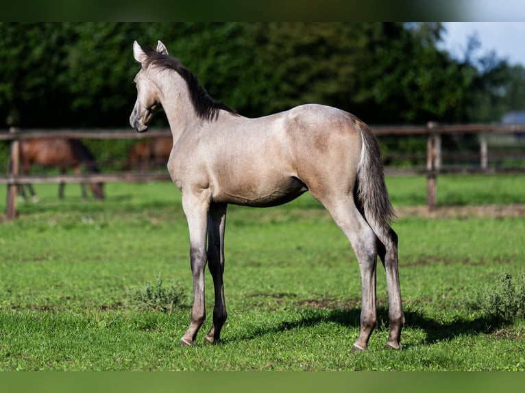 Belgisch Warmbloed Hengst Veulen (04/2026) Schimmel in Nieuwleusen