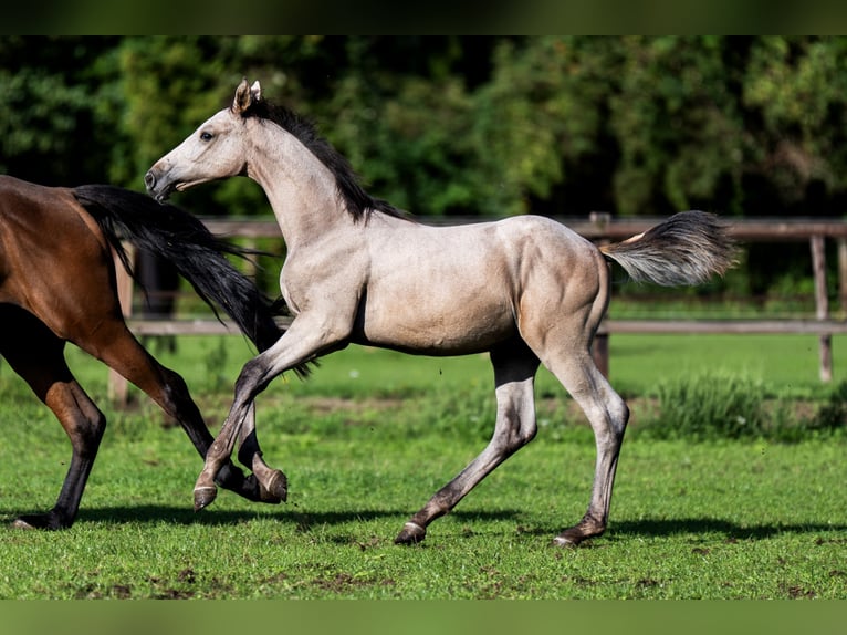 Belgisch Warmbloed Hengst Veulen (04/2026) Schimmel in Nieuwleusen