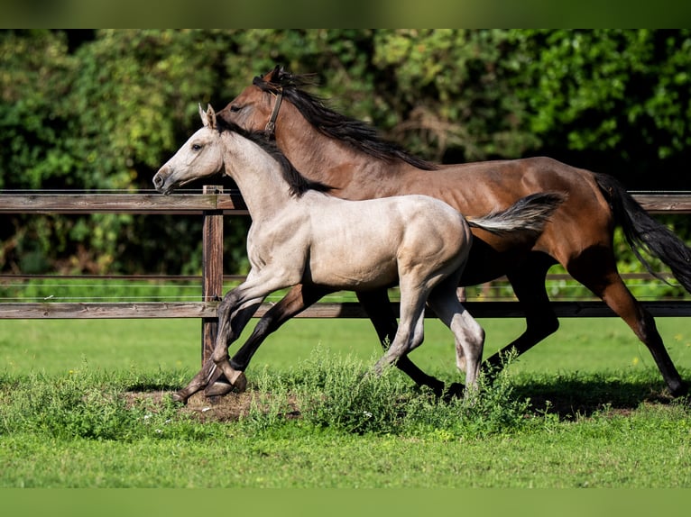 Belgisch Warmbloed Hengst Veulen (04/2026) Schimmel in Nieuwleusen