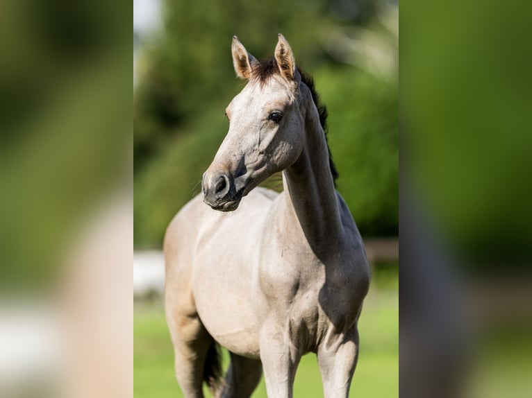 Belgisch Warmbloed Hengst Veulen (04/2026) Schimmel in Nieuwleusen