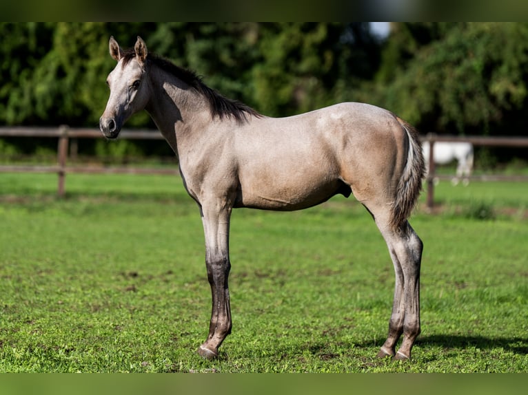 Belgisch Warmbloed Hengst Veulen (04/2026) Schimmel in Nieuwleusen