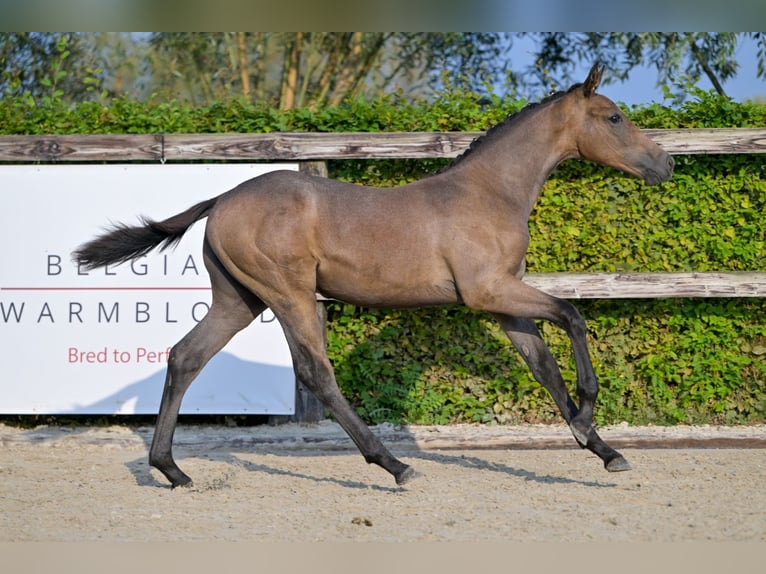 Belgisch Warmbloed Hengst veulen (04/2024) Schimmel in Oud-Heverlee