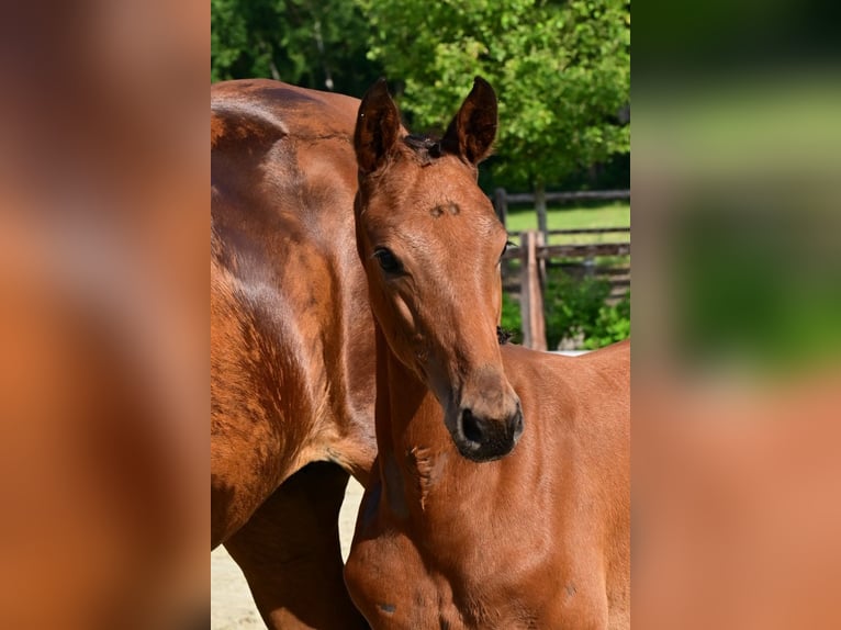 Belgisch Warmbloed Hengst Veulen (04/2026)  in Bladel