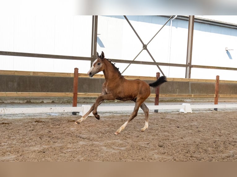 Belgisch Warmbloed Hengst Veulen (04/2026)  in GROTE-BROGEL