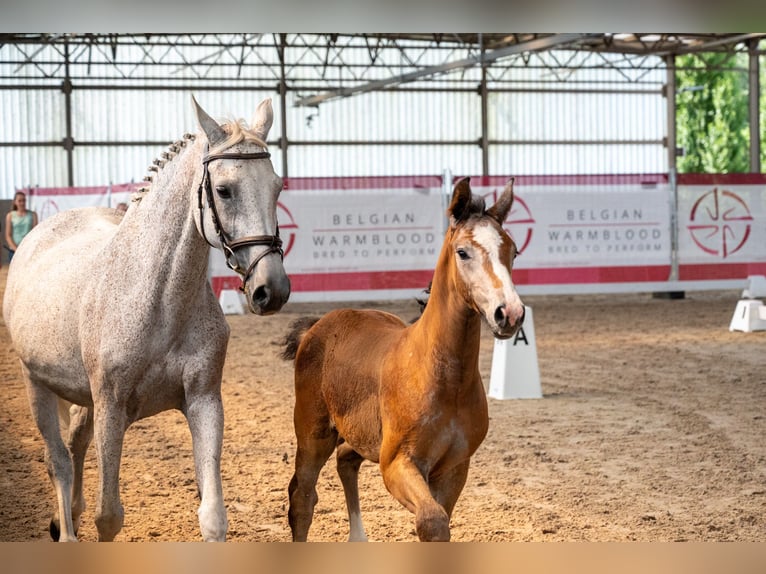 Belgisch Warmbloed Hengst Veulen (04/2026)  in GROTE-BROGEL