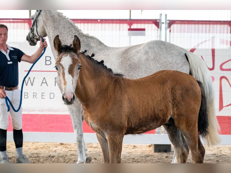 Belgisch Warmbloed Hengst Veulen (04/2026)  in GROTE-BROGEL