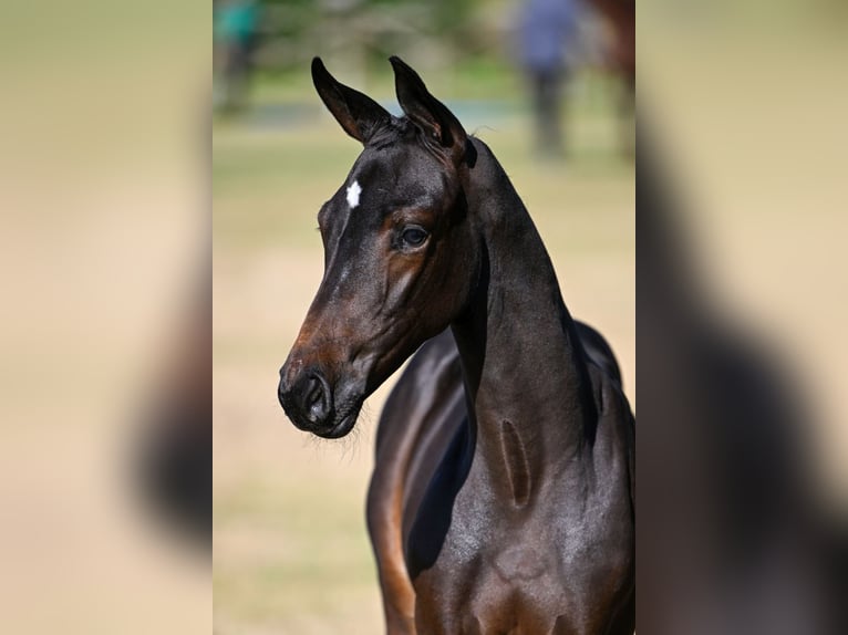 Belgisch Warmbloed Hengst Veulen (05/2025) in Herzele