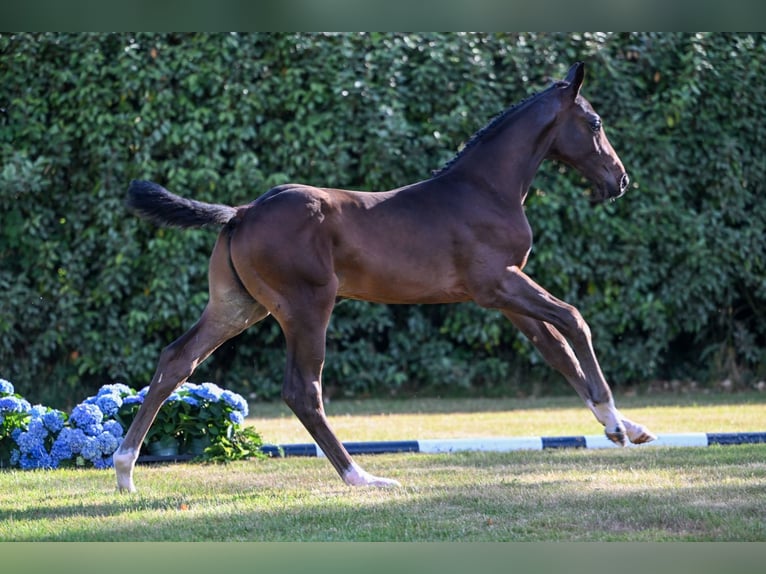 Belgisch Warmbloed Hengst Veulen (05/2025) in Herzele