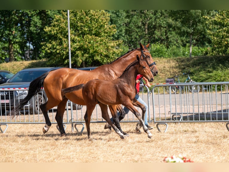 Belgisch Warmbloed Hengst Veulen (04/2026)  in Kaulille