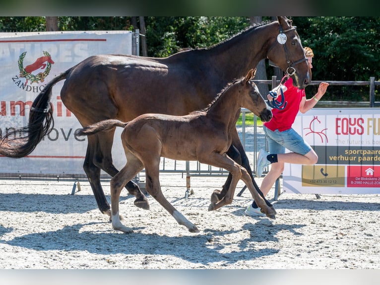 Belgisch Warmbloed Hengst Veulen (03/2026)  in Kaulille