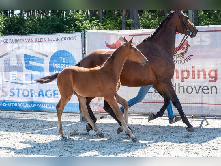 Belgisch Warmbloed Hengst Veulen (05/2026)  in Kaulille