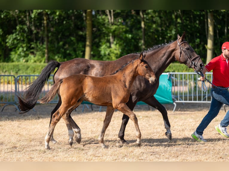 Belgisch Warmbloed Hengst Veulen (05/2026)  in Kaulille