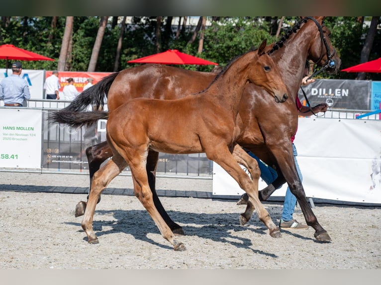 Belgisch Warmbloed Hengst Veulen (05/2026)  in Kaulille