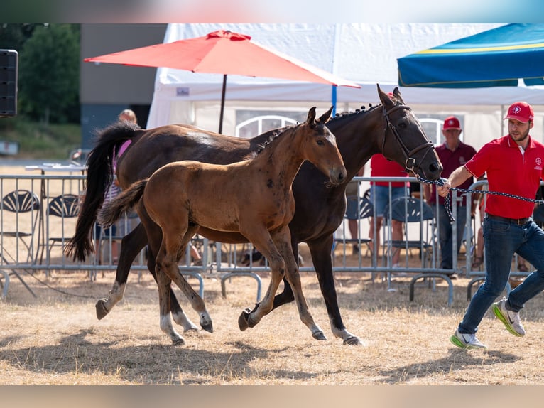 Belgisch Warmbloed Hengst Veulen (05/2026)  in Kaulille