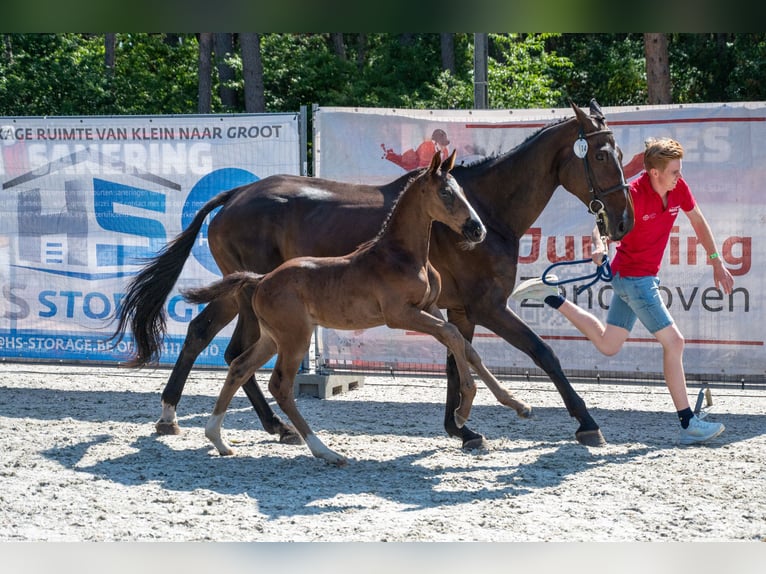 Belgisch Warmbloed Hengst Veulen (03/2026)  in Kaulille