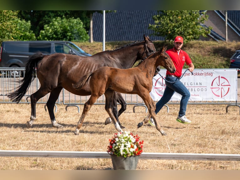 Belgisch Warmbloed Hengst Veulen (05/2026)  in Kaulille