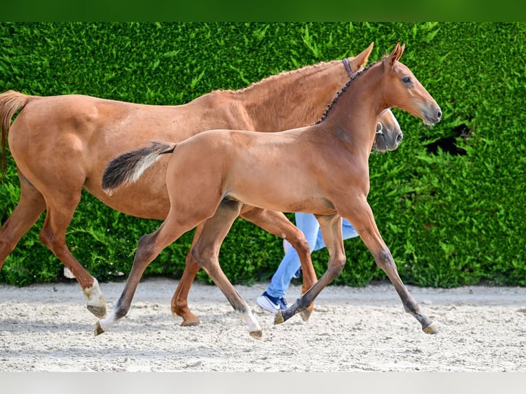 Belgisch Warmbloed Hengst Veulen (04/2026)  in Kaulille