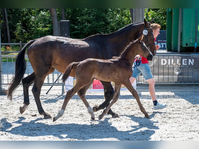 Belgisch Warmbloed Hengst Veulen (03/2026)  in Kaulille