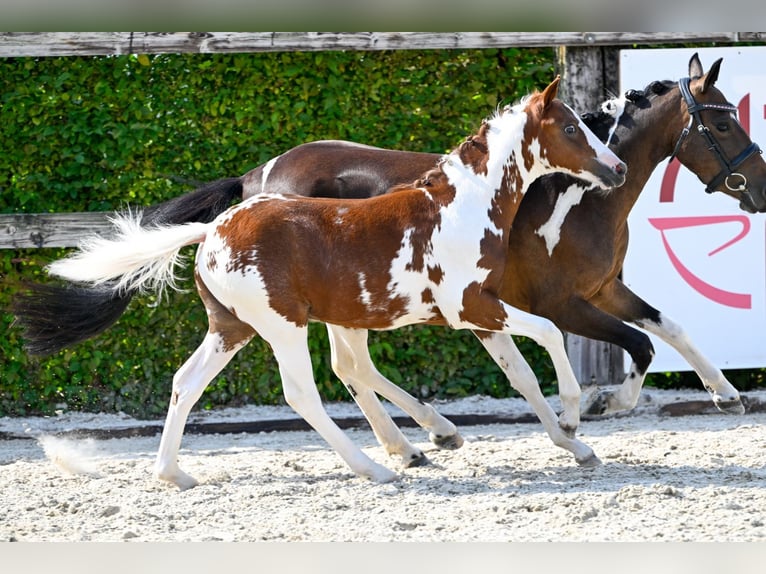 Belgisch Warmbloed Hengst veulen (05/2024) in Oud-Heverlee