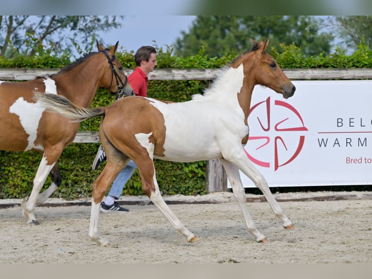 Belgisch Warmbloed Hengst veulen (04/2024) in Oud-Heverlee