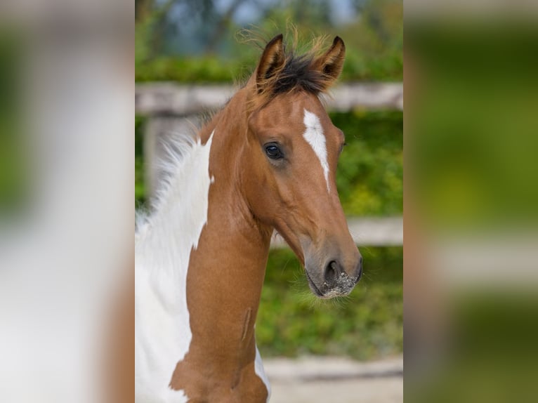 Belgisch Warmbloed Hengst veulen (04/2024) in Oud-Heverlee