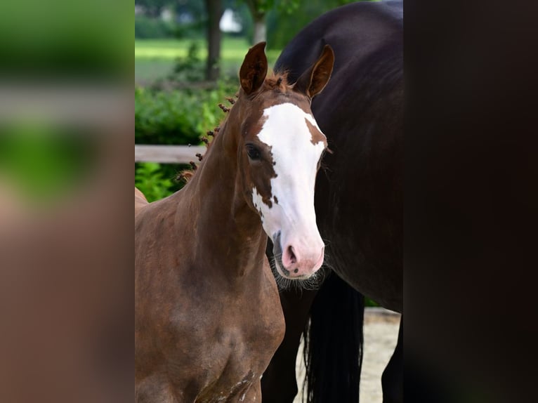 Belgisch Warmbloed Hengst Veulen (04/2026) Vos in Bladel