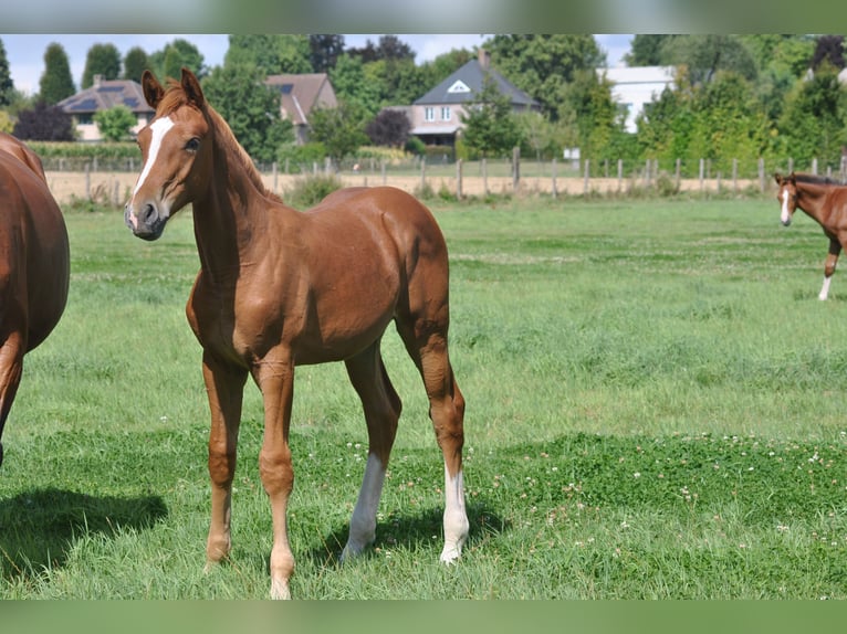 Belgisch Warmbloed Hengst Veulen (03/2025) Vos in GROTE-BROGEL