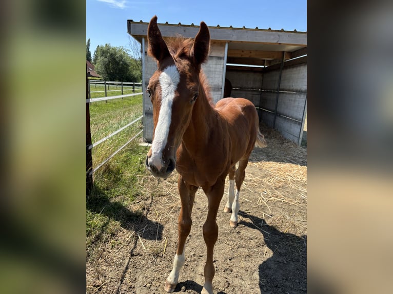 Belgisch Warmbloed Hengst Veulen (05/2026) Vos in Schriek