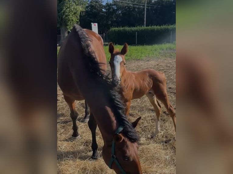 Belgisch Warmbloed Hengst Veulen (08/2026) Vos in Swarzędz