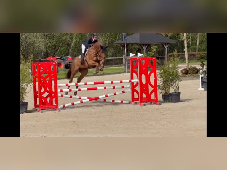 Belgisch Warmbloed Hengst Veulen (06/2026) Vos in Tessenderlo