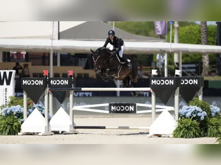 Belgisch Warmbloed Hengst Veulen (06/2026) Vos in Tessenderlo
