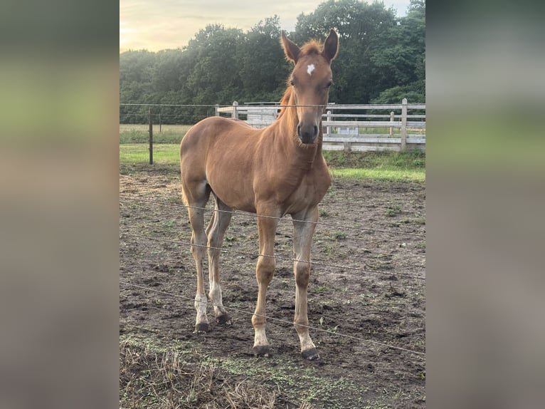 Belgisch Warmbloed Hengst Veulen (06/2026) Vos in Tessenderlo