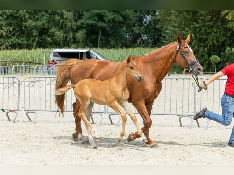 Belgisch Warmbloed Hengst Veulen (06/2026) Vos in Tessenderlo